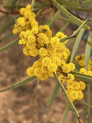 Acacia cupularis
