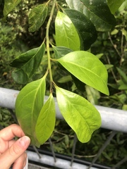 Gomphandra australiana