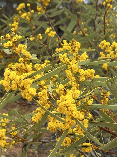 Acacia cupularis, photograph 2