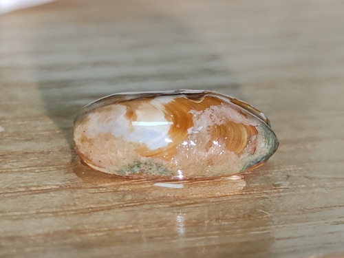 Leiosolenus lischkei observed 2025-06-26