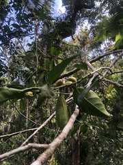 Gomphandra australiana