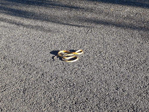 Common Tree Snake sighting