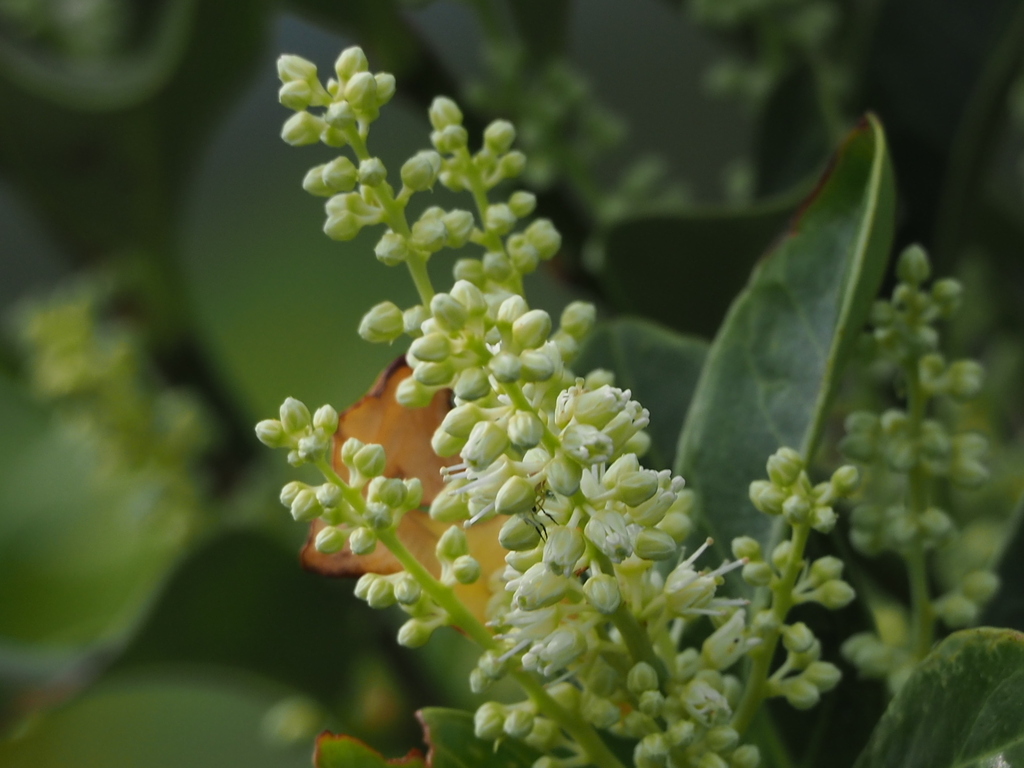 Formosan Sweetspire