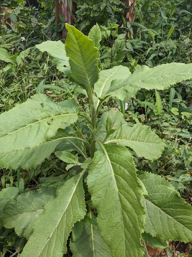 Shire Vernonia