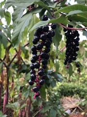 Phytolacca americana