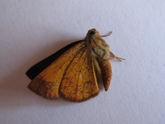 Metarranthis obfirmaria