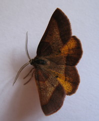 Metarranthis obfirmaria