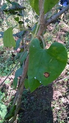 Dictyanthus sepicola