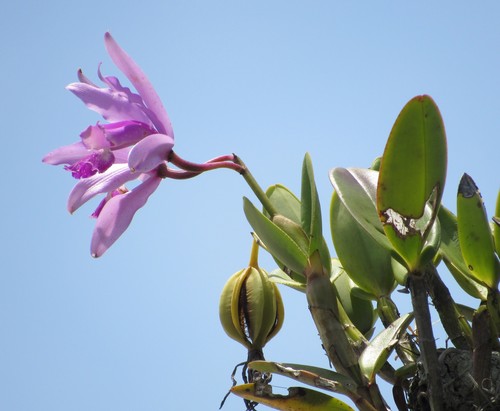 Image of Cattleya intermedia by no rights reserved