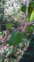 Dictyanthus sepicola