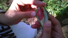 Dictyanthus sepicola