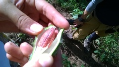 Dictyanthus sepicola