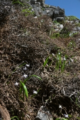 Scilla nana