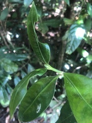 Psychotria coelospermum