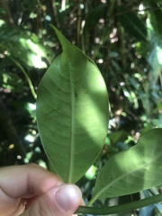 Psychotria coelospermum