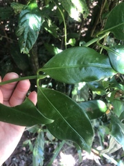 Psychotria coelospermum