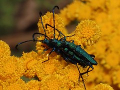 Hypocrites scabriusculus