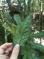 Helicia australasica