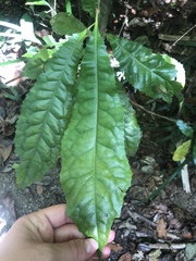 Helicia australasica