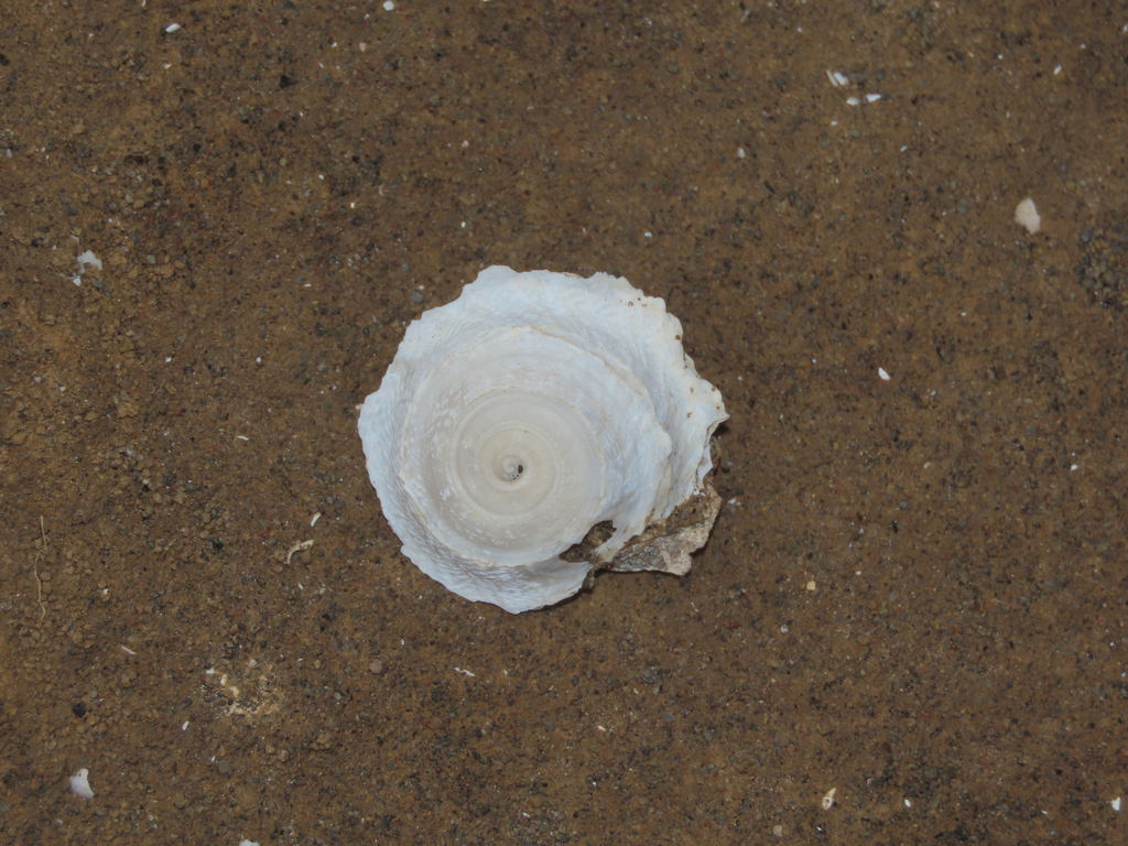 Craspedaria