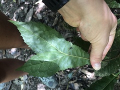 Helicia australasica