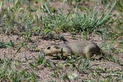 Spermophilus fulvus