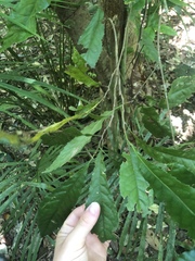 Helicia australasica