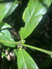 Lasianthus chlorocarpus