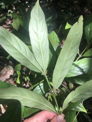 Lasianthus chlorocarpus