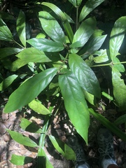 Lasianthus chlorocarpus
