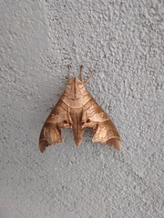 Marumba