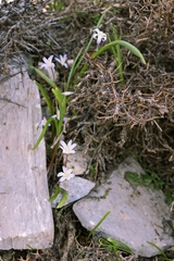 Scilla nana