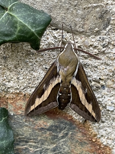 Hyles gallii