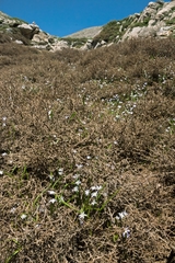 Scilla nana
