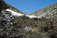 Scilla nana