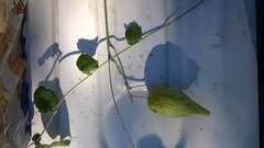 Funastrum pannosum