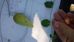 Funastrum pannosum
