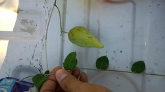 Funastrum pannosum