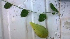 Funastrum pannosum