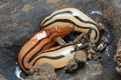 Australopacifica leichhardtiana