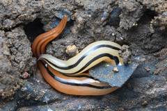 Australopacifica leichhardtiana