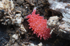 Caledonimeria mirabilis