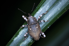 Anomocerus coquereli