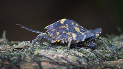 Hyperyboella orphania