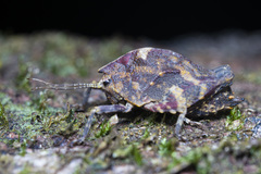 Hyperyboella orphania