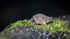 Hyperyboella orphania