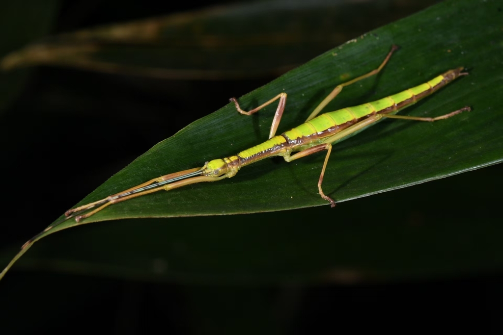 Parasipyloidea sinensis