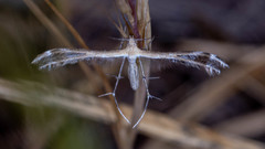 Stangeia xerodes