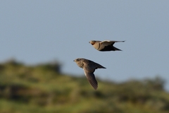 Pterocles orientalis