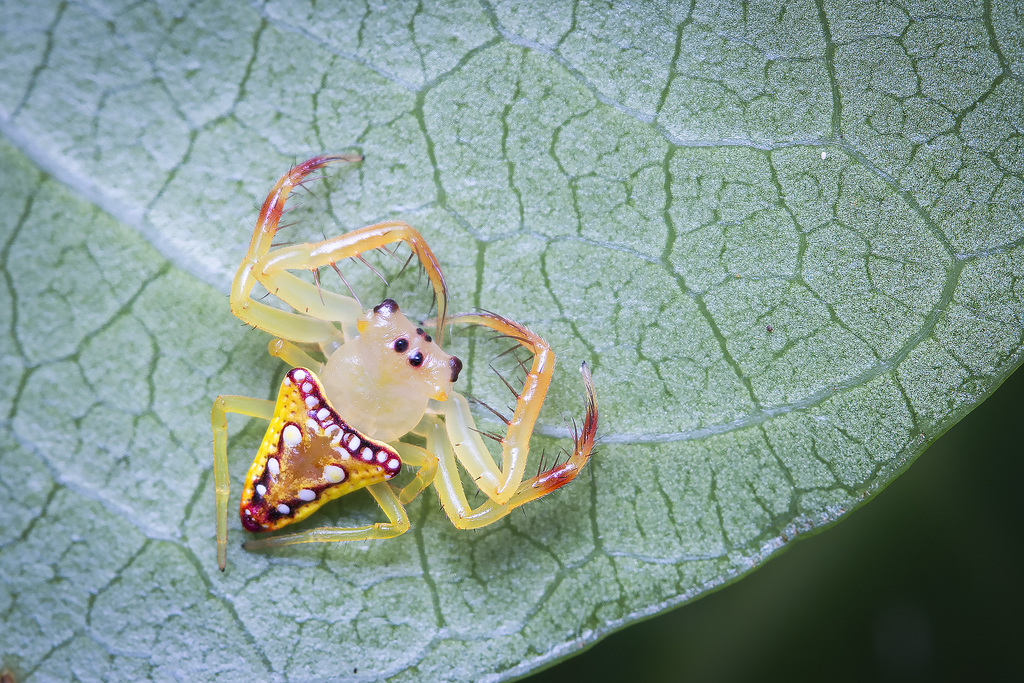 Arkys brevipalpus